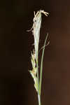 Radford's sedge